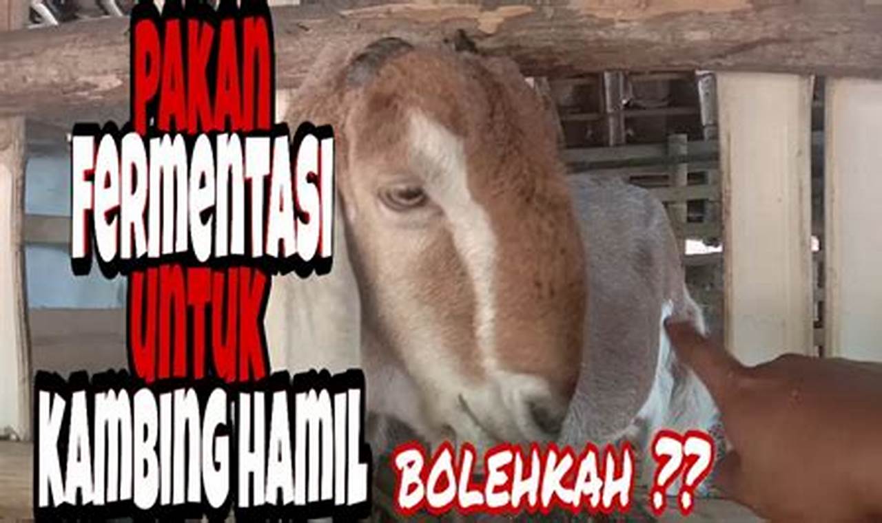 Temukan 7 Manfaat Polar untuk Kambing yang Menakjubkan