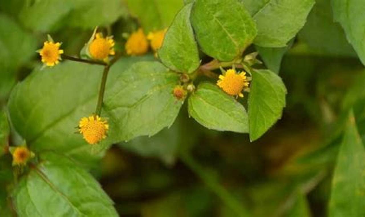 Temukan Berbagai Manfaat Daun Jotang yang Menakjubkan