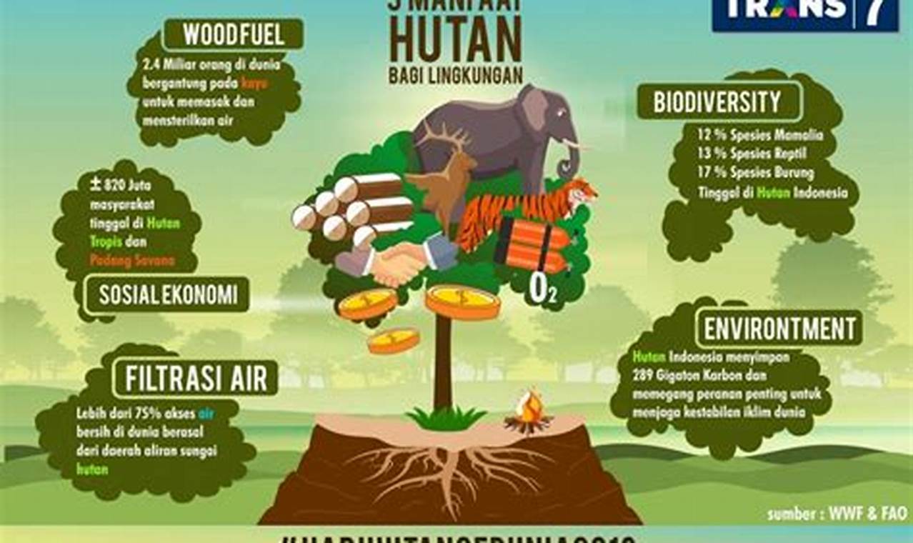 Temukan 7 Manfaat Hutan yang Menakjubkan