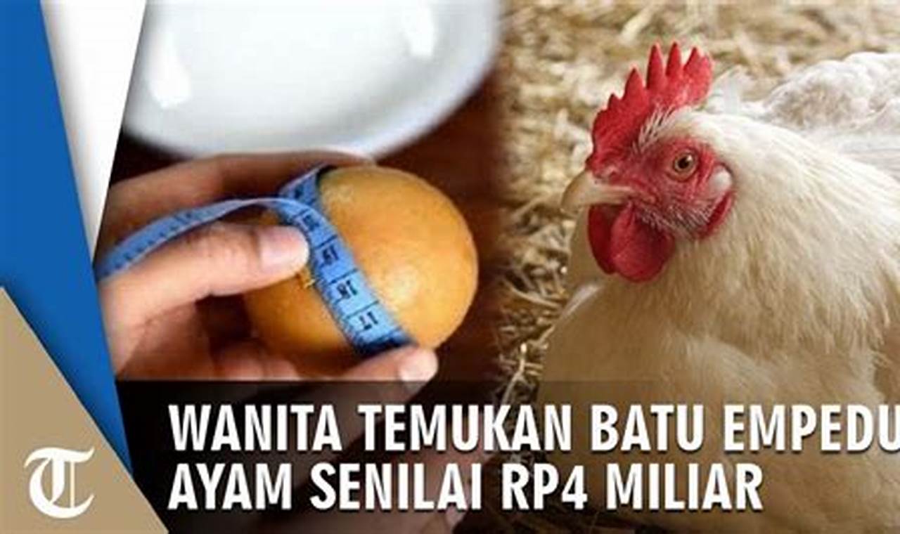 Ungkap Manfaat Empedu Ayam yang Menakjubkan