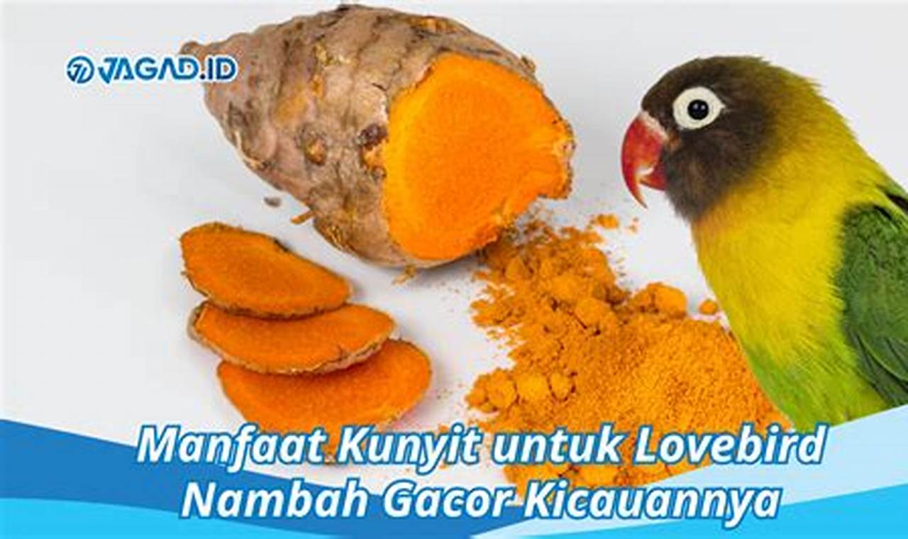 Temukan Kandungan Kunyit untuk Lovebird yang Wajib Kamu Tahu