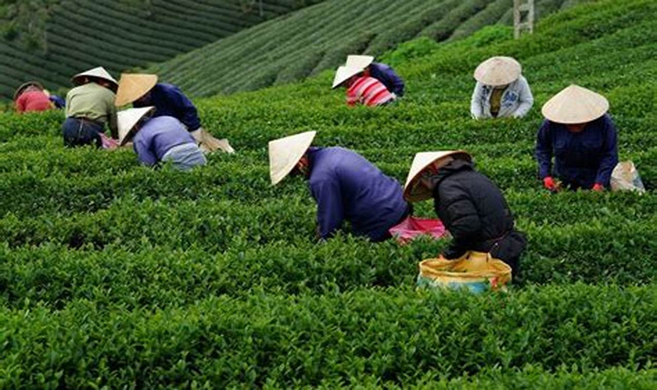 Temukan Beragam Manfaat Perkebunan Teh Menarik dan Menyehatkan