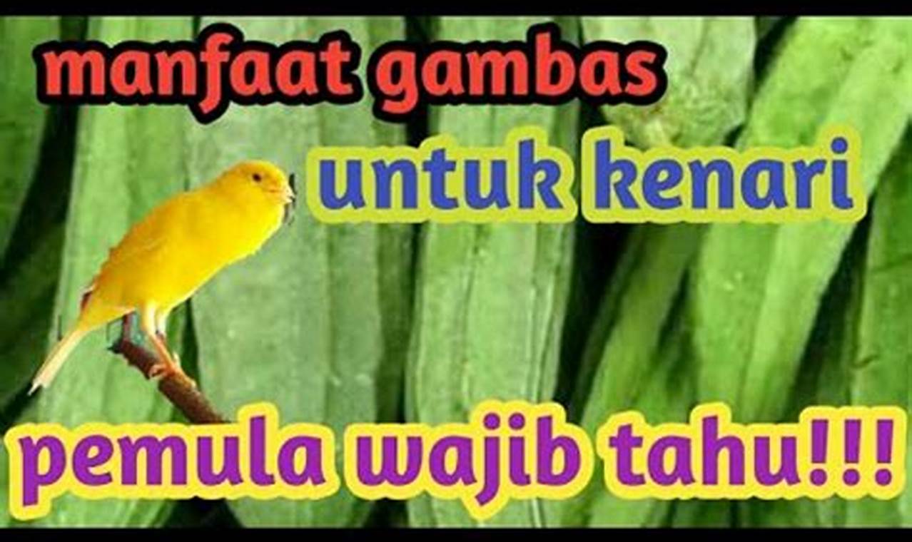 Ungkap 7 Manfaat Gambas untuk Kenari yang Jarang Diketahui, Wajib Tahu!