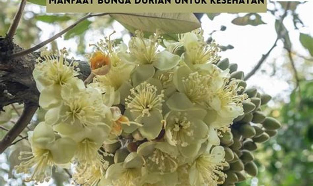 Temukan 10 Manfaat Bunga Durian yang Menakjubkan!