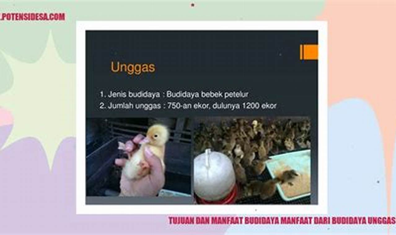 Temukan 5 Manfaat Unggas Petelur yang Menarik dan Menyenangkan