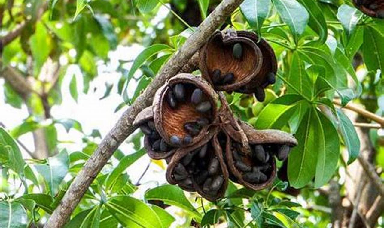 Ungkap Beragam Manfaat Buah Kepuh yang Menakjubkan