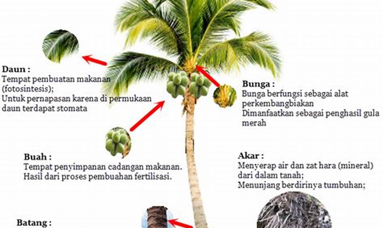 Temukan Manfaat Tanaman Buah yang Menakjubkan