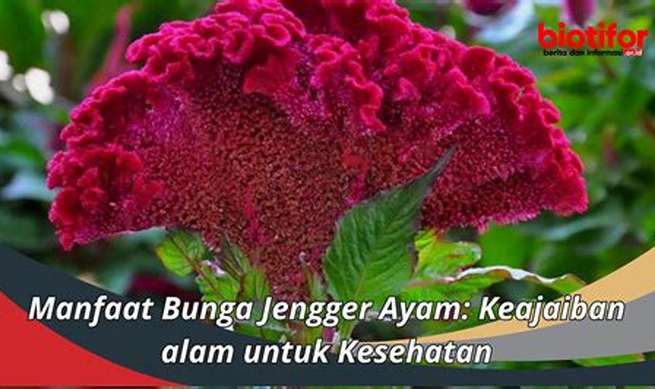 5 Manfaat Bunga Jengger Ayam yang Menakjubkan