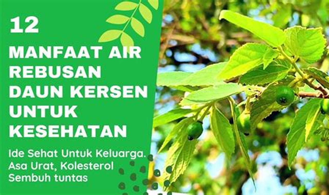 Temukan! 5 Khasiat Rebusan Daun Ceri yang Sering Tak Disangka-sangka