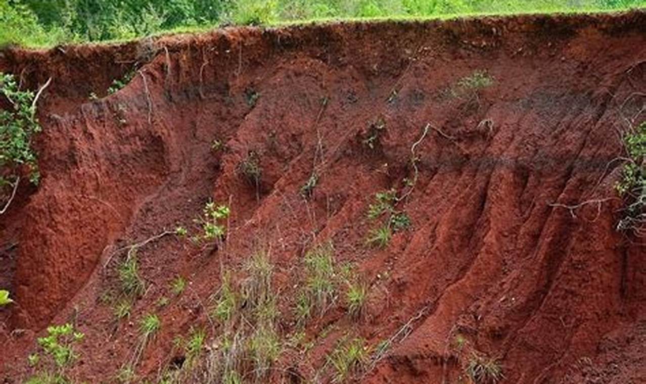 10 Manfaat Tanah Litosol yang Mencengangkan!