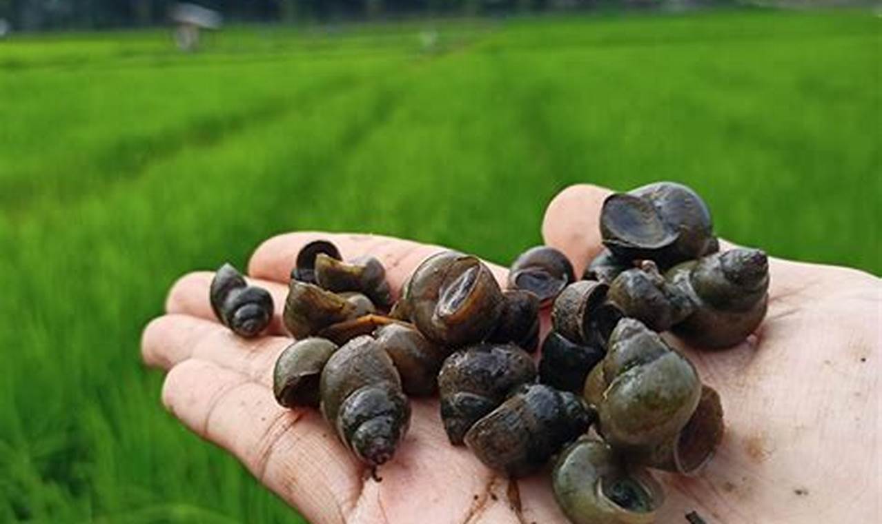 Menguak Rahasia Telur Keong Sawah yang Mengjutkan