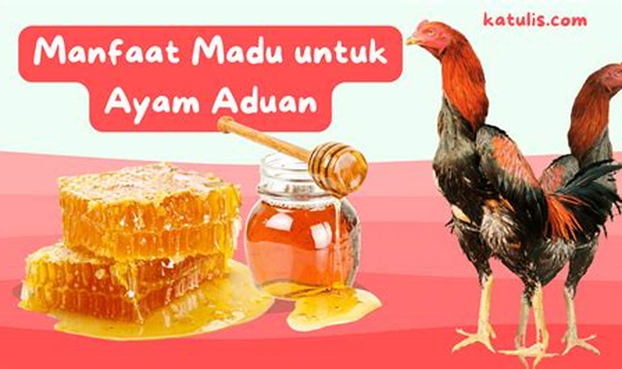 Temukan Manfaat Madu untuk Ayam Aduan yang Jarang Diketahui