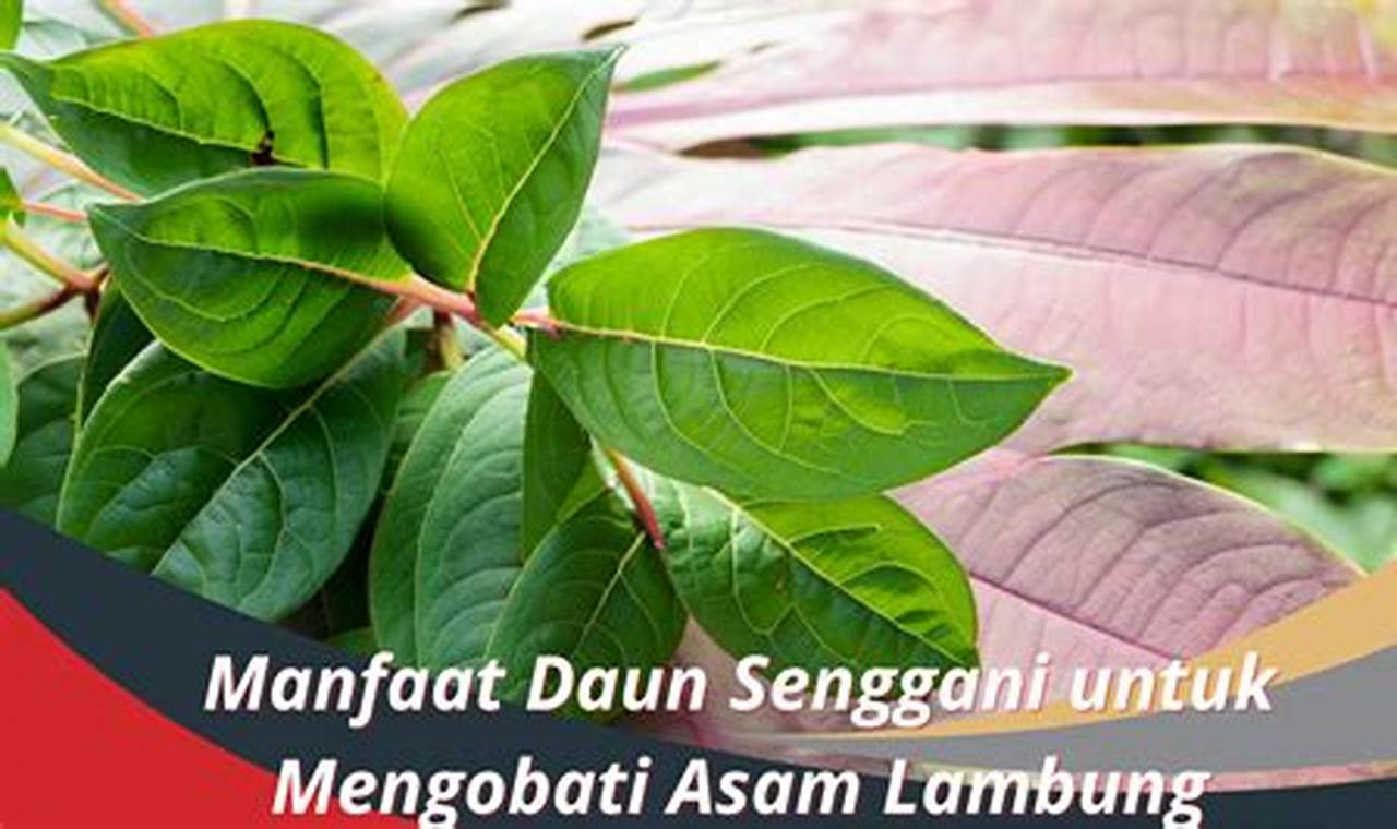 Ungkap Manfaat Daun Senggani untuk Asam Lambung yang Menarik dan Enak Didengar