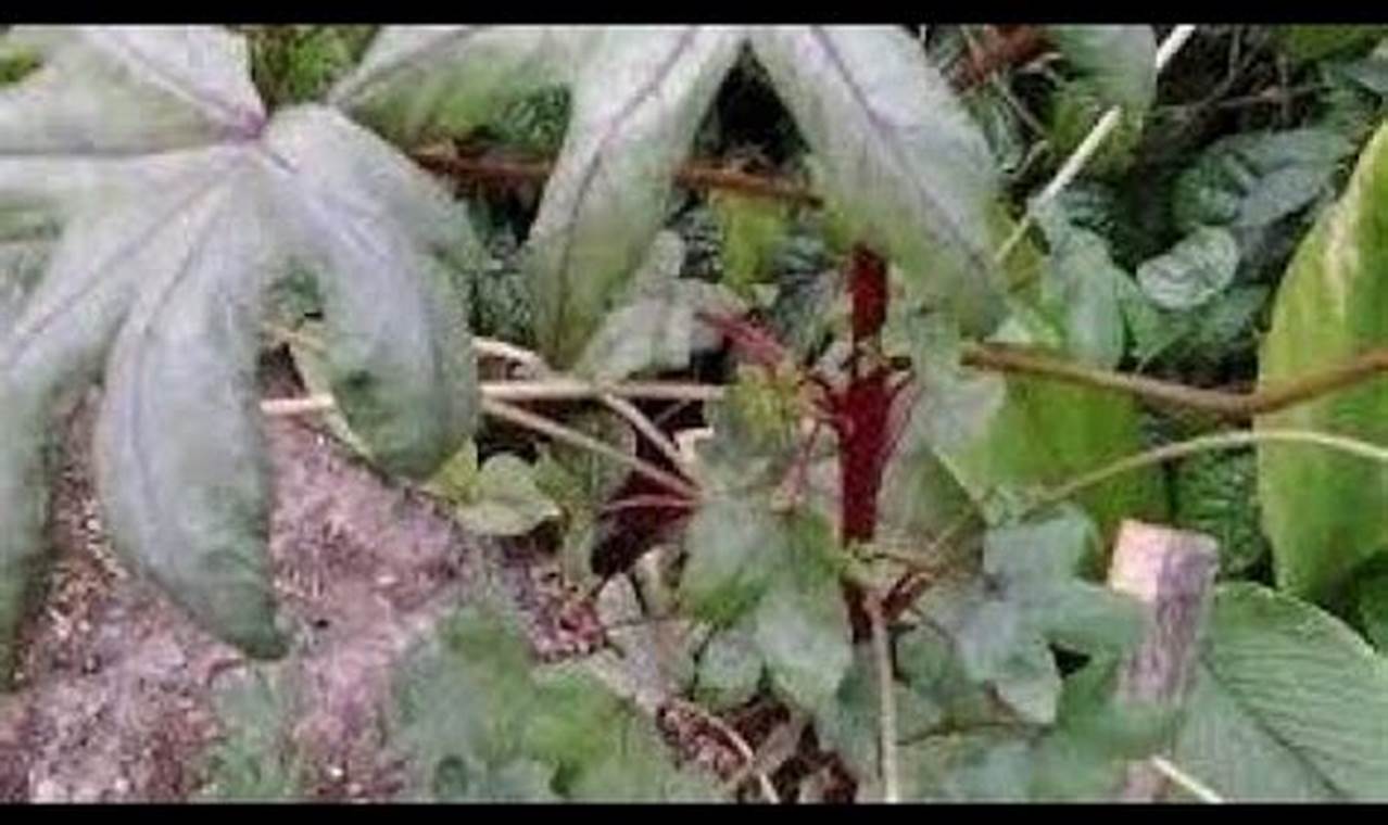 Terungkap! Manfaat Daun Gedi Merah untuk Ginjal yang Menakjubkan