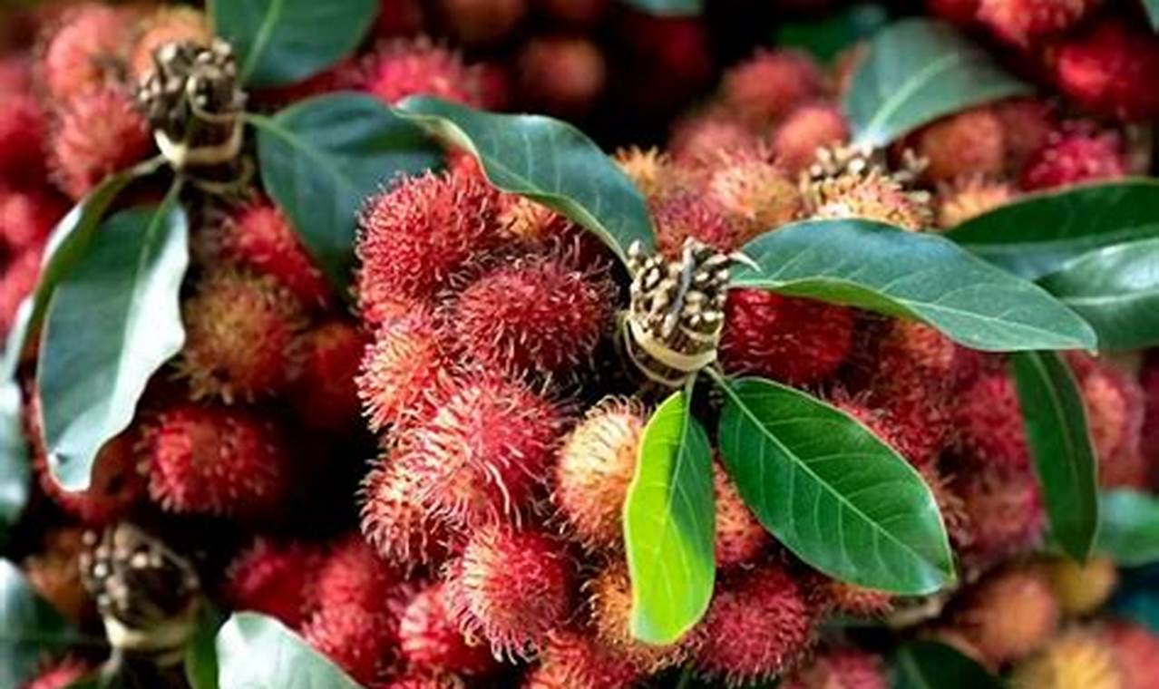 Manfaat Rambutan untuk Wajah yang Menakjubkan