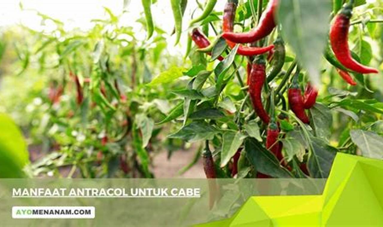 Ungkap 5 Manfaat Antracol untuk Cabe yang Jarang Diketahui