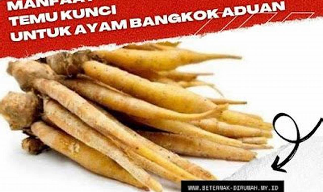 Temukan Manfaat Temu Kunci untuk Ayam Aduan yang Jarang Diketahui