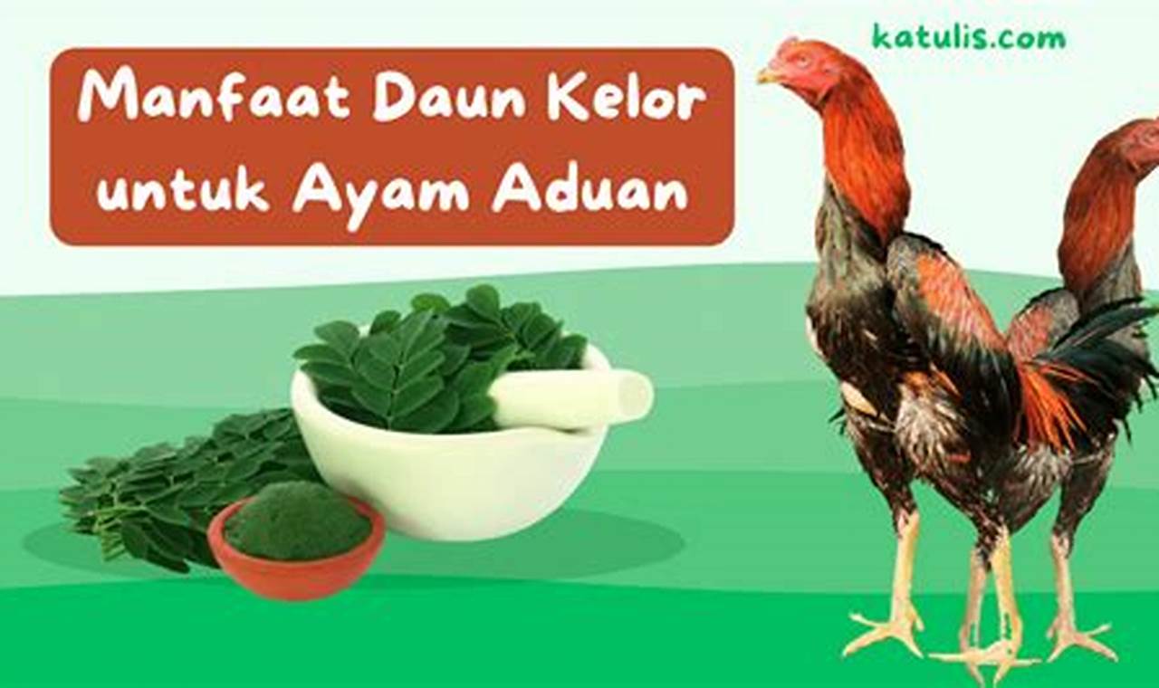 Temukan Manfaat Dahsyat Daun Kelor untuk Ayam Aduan yang Jarang Diketahui