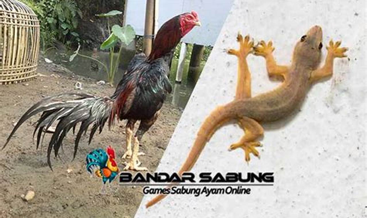 Ungkap Manfaat Cicak untuk Ayam Aduan yang Jarang Diketahui