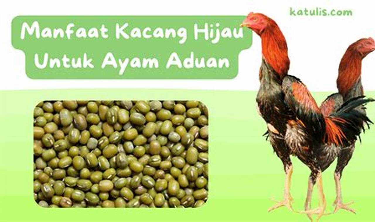 Temukan 5 Manfaat Kacang Hijau untuk Ayam Aduan yang Jarang Orang Tahu!