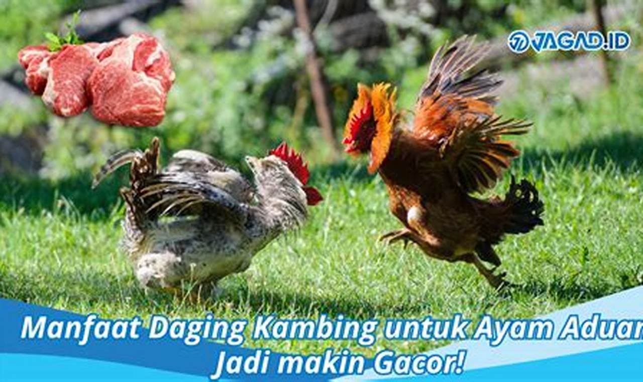 Temukan 7 Manfaat Daging Kambing untuk Ayam Aduan yang Jarang Diketahui