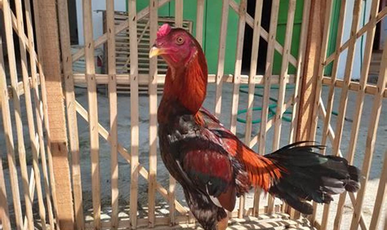 15 Manfaat Jangkrik untuk Ayam Aduan yang Belum Banyak Diketahui