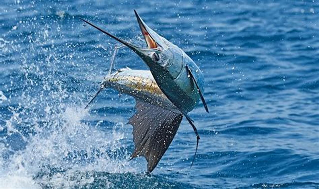 Terungkap Manfaat Ikan Marlin, Kamu Wajib Tahu