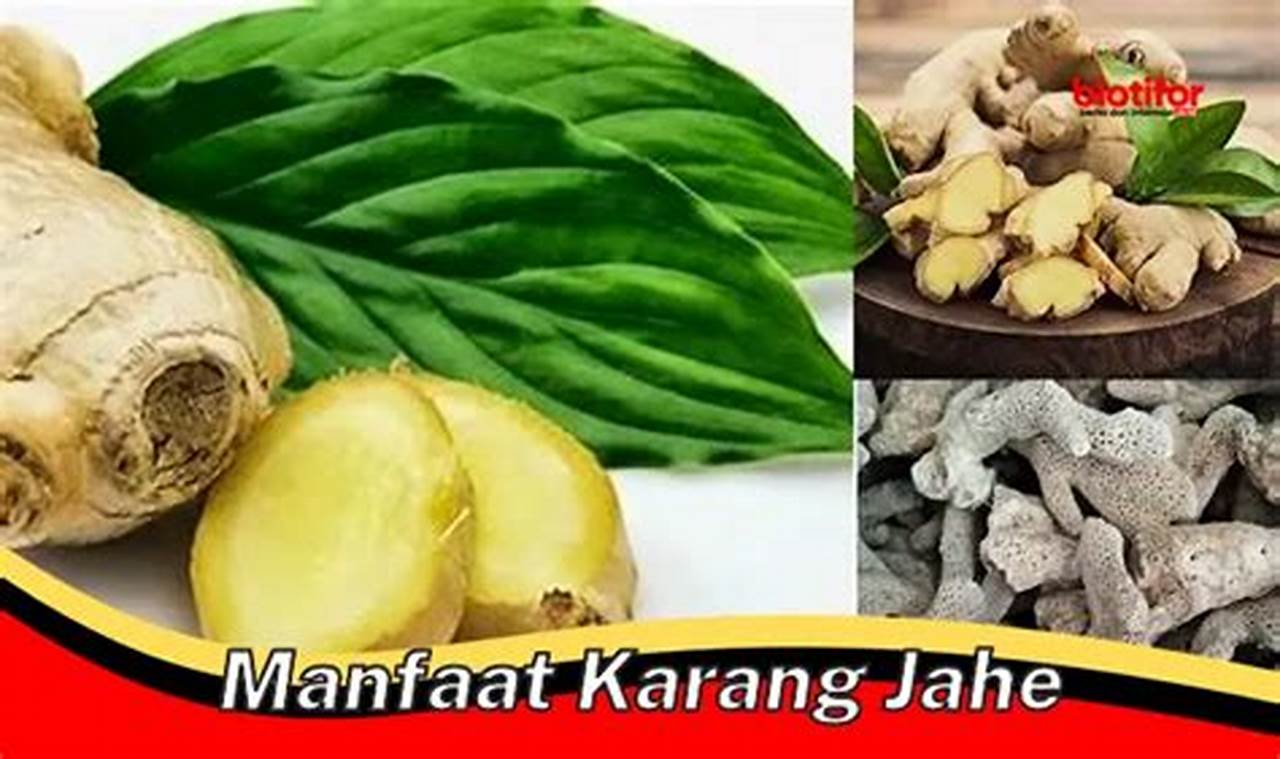 Temukan Manfaat Karang Jahe yang Jarang Diketahui, Wajib Kamu Tahu!