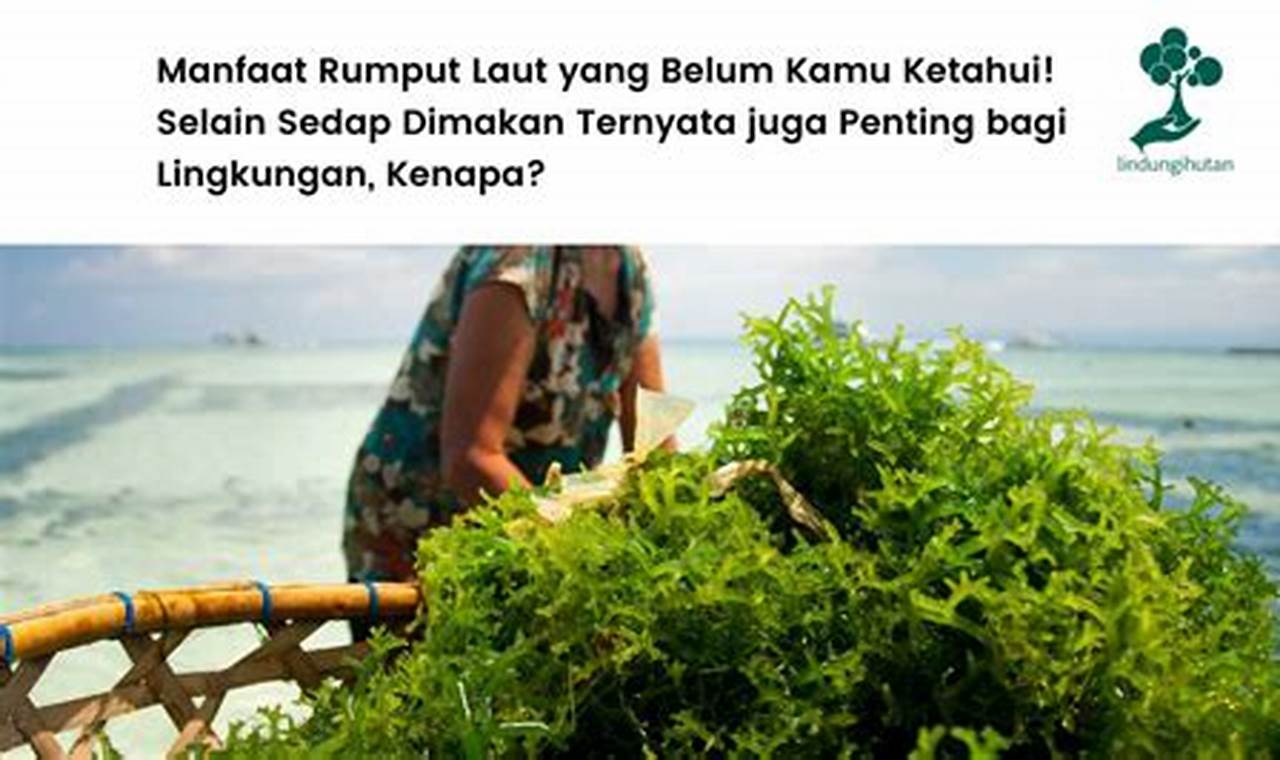 Temukan 7 Manfaat Rumput Laut bagi Lingkungan, Rahasia yang Jarang Orang Tahu