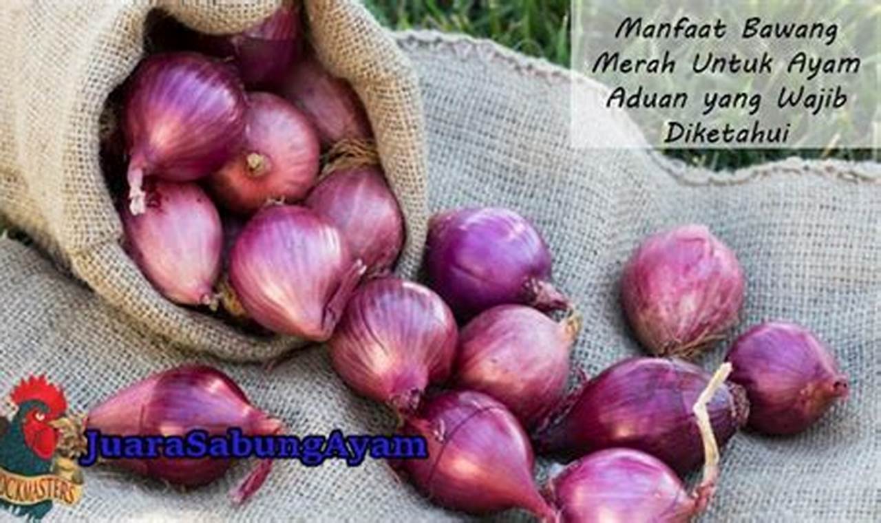 7 Manfaat Bawang Merah untuk Ayam Aduan yang Jarang Diketahui