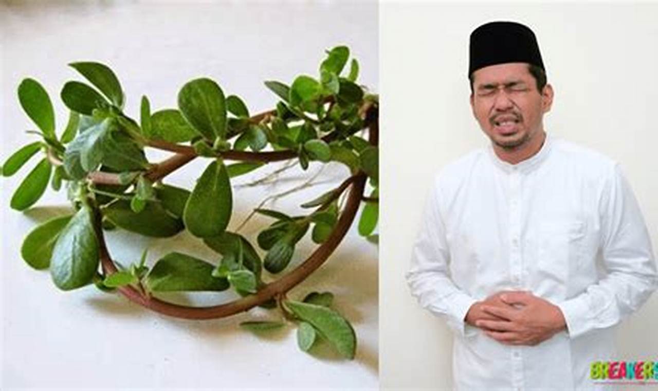 Ungkap Manfaat Daun Krokot untuk Lambung, Wajib Tahu!