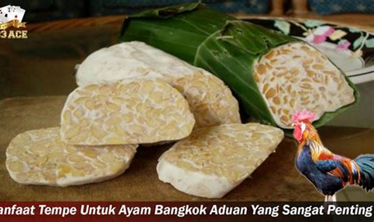 Terungkap! 12 Manfaat Tempe untuk Ayam Aduan yang Jarang Diketahui