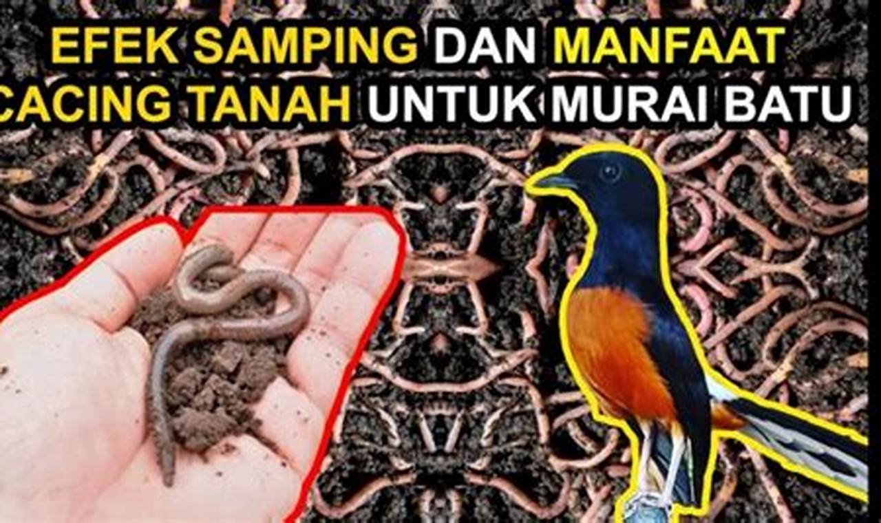 Rahasia Manfaat Cacing Untuk Murai Batu Omkicau yang Jarang Diketahui