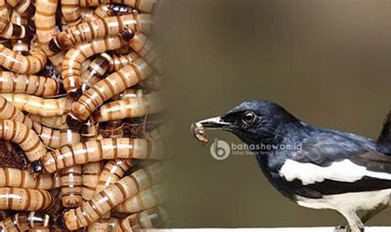 Buka Manfaat Ulat Jerman untuk Kacer yang Jarang Diketahui