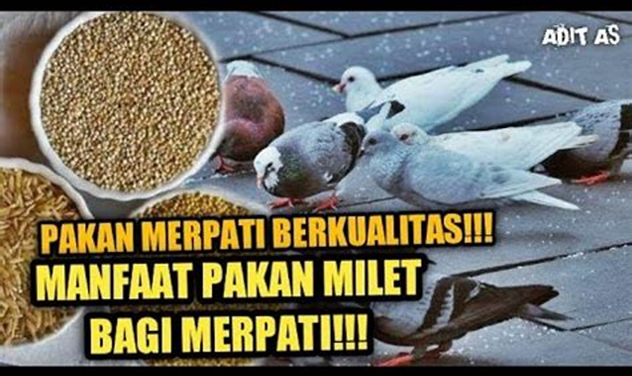 Terungkap, Inilah Manfaat Milet untuk Merpati yang Jarang Diketahui