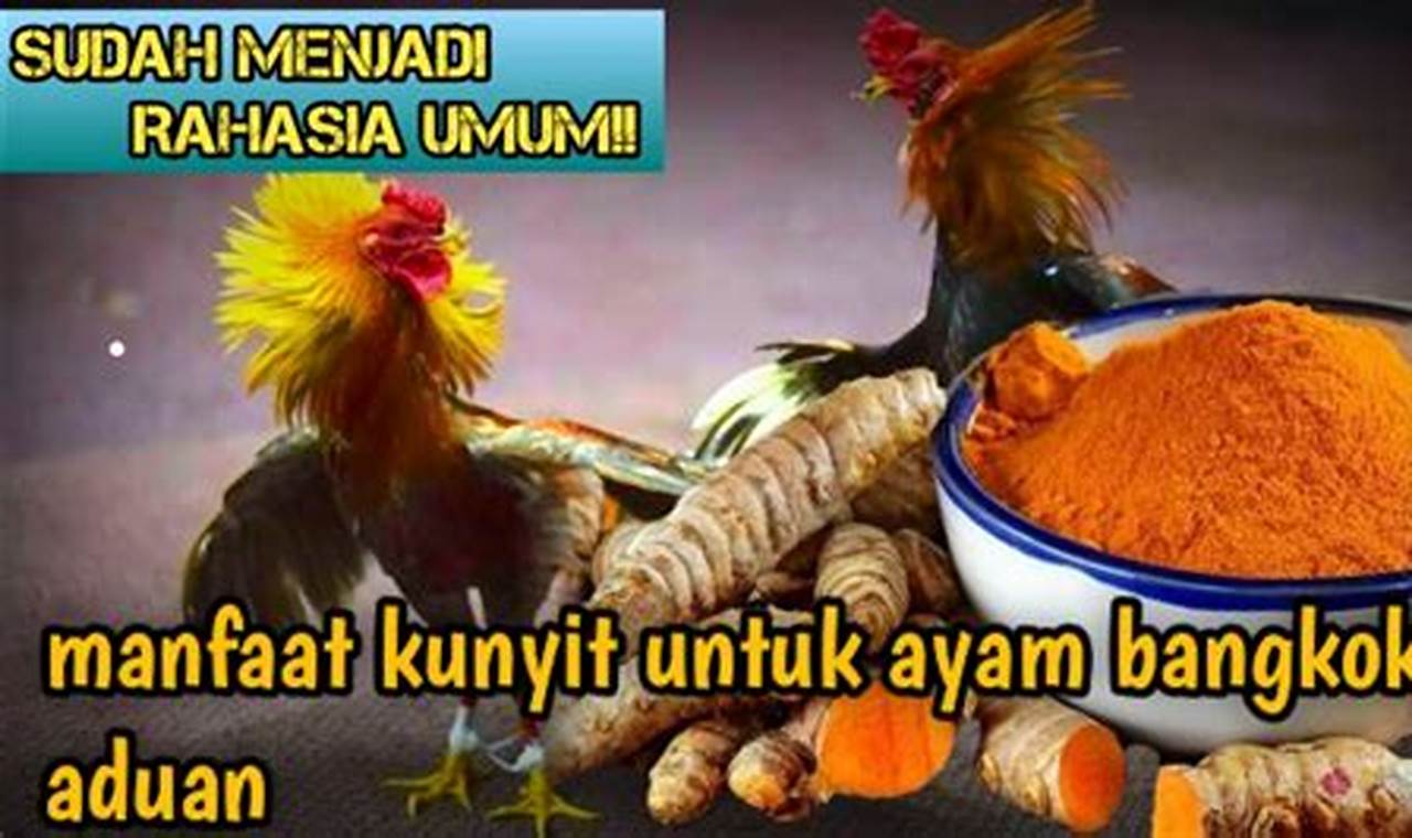 Temukan Manfaat Kunyit untuk Ayam Aduan yang Harus Anda Ketahui