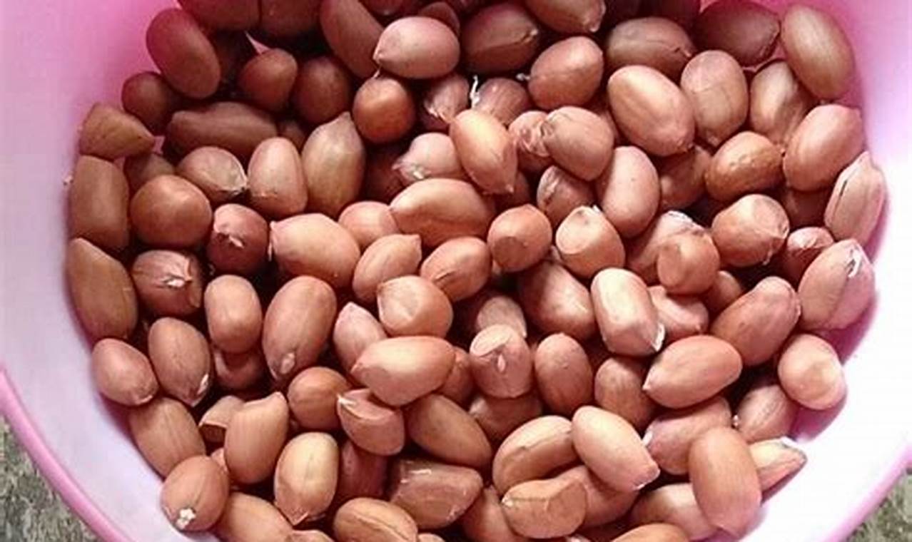 Temukan Manfaat Kacang Tanah untuk Merpati yang Jarang Diketahui