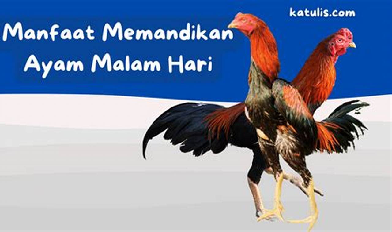 Manfaat Memandikan Ayam Malam Hari yang Jarang Diketahui