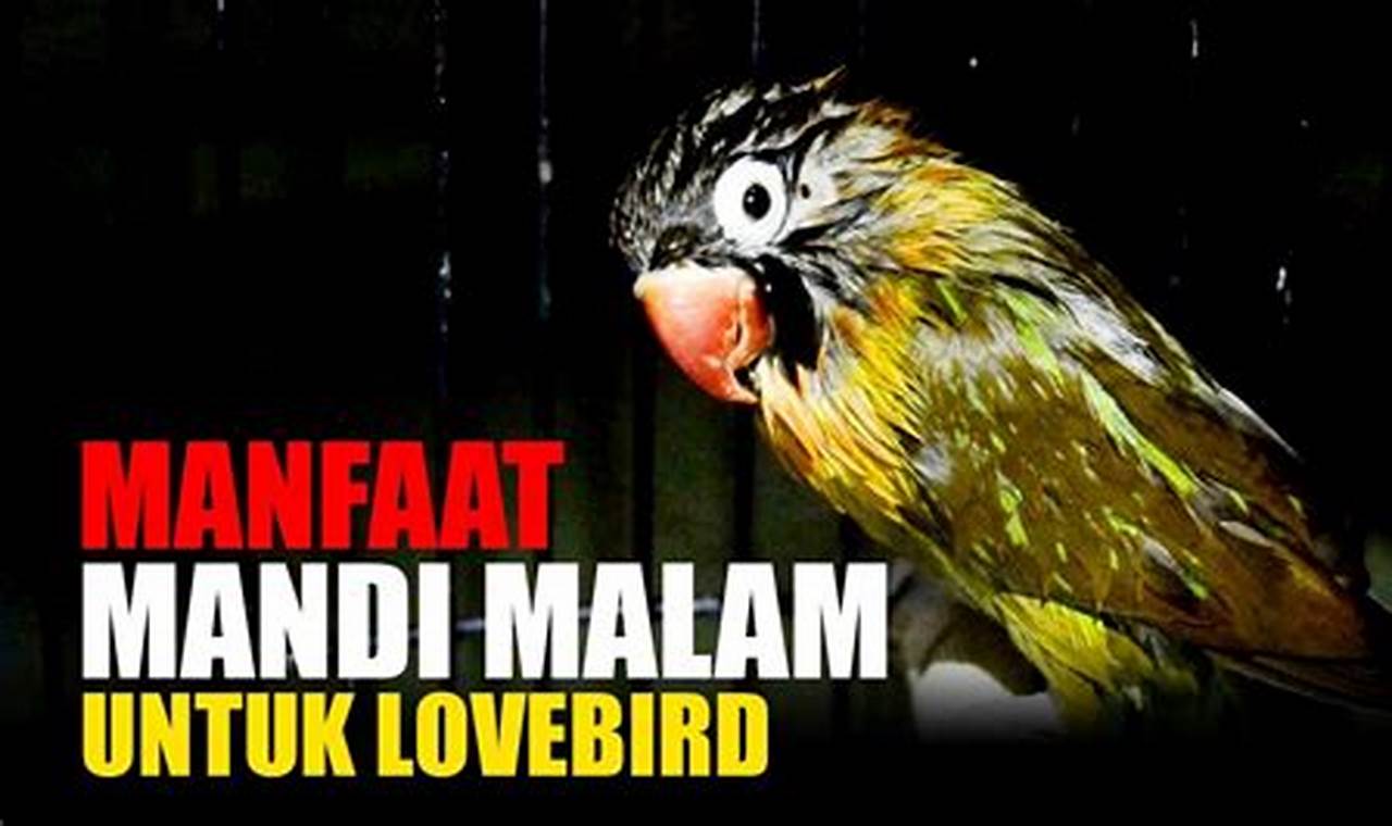 Ungkap Manfaat Mandi Malam Untuk Lovebird PAUD yang Jarang Diketahui!