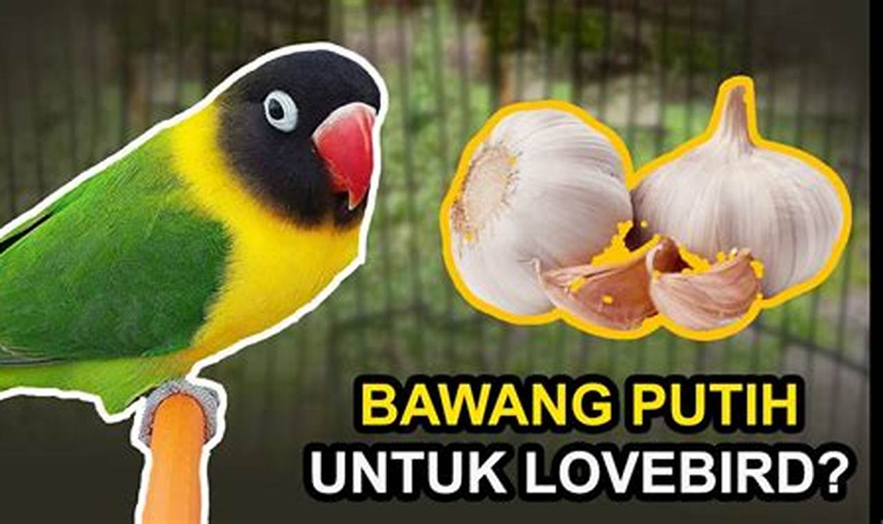 Manfaat Bawang Lanang untuk Lovebird yang Jarang Diketahui